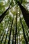 Vertical undershot of trees in Shenandoah national park