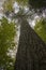 Vertical undershot of white pine with leaves and sky background