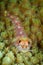 Vertical underwater closeup shot of a blenny fish swimming among yellow coral