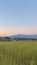 Vertical Vast terrain with green grasses against houses mountain and blue sky at sunset