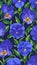 Vertical vector botanical background for smartphones. Blue Pansies on dark background.