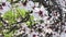 Vertical video of blooming almond tree, springtime bloom