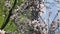 Vertical video of blooming almond tree, springtime bloom