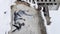 Vertical video Borodyanka, Ukraine - Banksy graffiti on the wall