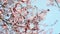 Vertical video of branches of cherry blossoms sway in a light breeze. Cherry blossom season.