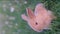 Vertical video of a little red bunny in green grass. Cute rabbit. Vertical video