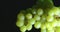 Vertical video. Natural grapes vine covered waterdrops, fruit vitamins. Winemaking and viticulture