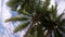 Vertical Video Of Palm Trees On Sandy Beach In Kaimana Island. Beautiful Nature With Picturesque View On Green Tropical Leaves