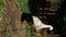 Vertical video of a stork in front of a fence, which cleans feathers with beak