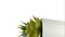 Vertical video three artificial succulent plants in flower pots rotating 360 isolated on white