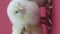 Vertical video Three funny little chickens. Easter symbol. Fluffy chicks. Pink background