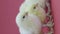 Vertical video Three funny little yellow chickens. Easter symbol. Fluffy chick. Pink background