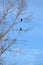 Vertical view of American Bald Eagle Pair