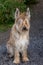 Vertical view of beautiful female Picardy Shepherd sitting on gravel in park during a fall afternoon