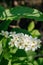 Vertical view of bird cherry flower and green leaves. Prunus padus, known as hackberry, hagberry, or Mayday tree