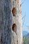 Vertical View of Bird Habitats