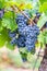 Vertical view of bunches of purple grapes hanging from the plant at the vineyard