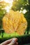 Vertical view of dry yellow leaf in woman hand at greenery park background