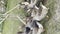 Vertical view of flock of geese in backyard. Domestic animals.