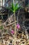 Vertical view of flower of Daphne mezereum, February daphne blooming