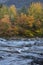 Vertical view of foliage and Swift River rapids, New Hampshire.