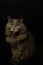 Vertical view full body image of longhair gray domestic cat sitting upright against  black background with stars behind