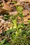 Vertical View of Green Helleborus orientalis