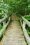 Vertical View Hiker Footbridge and Mountain Laurel