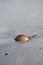 Vertical view of horseshoe crab resting on tidal beach sand