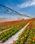 Vertical view of an irrigation pivot watering a tulip field