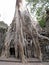 Vertical view. A large tree grown over one of the rooms at the Ta Prohm temple in the Khmer temple complex of Angko