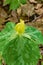 Vertical View of a Large Yellow Trillium - Trillium luteum