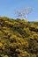 Vertical view of a leafless tree sticking out of a forest,with a blue sky, the concept of uniqueness