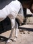 Vertical view of legs and hooves of white horse and horse dung in the background.