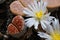 vertical view of lithops succulents with flowers and water drops