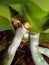 Vertical view of mealybug on orchid roots, close up