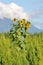 Vertical View of Mini Sunflowers