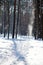 Vertical view of narrow footpath in winter forest