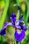 Vertical View of a Northern Blue Flag Iris - Iris versicolor