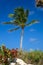 Vertical view of a palm tree at Dania Beach Ocean Park, located on the Atlantic Ocean in