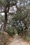 Vertical view of a path surrounded by cork oaks on the outskirts of Castano del Robledo, magical town of Andalusia. Huelva, Spain