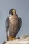 Vertical view of a Peregrine Falcon perched on a rock