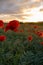 Vertical View of Poppies Field Illuminated by the Setting Sun on