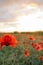 Vertical View of Poppies Field Illuminated by the Setting Sun on