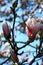 Vertical view of a Saucer Magnolia tree blossoms with blue sky