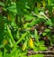 Vertical View of a Sessile Bellwort