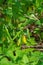 Vertical View of a Sessile Bellwort