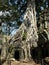 Vertical view. Trees have grown over some of the rooms of the Ta Prohm temple in the Khmer temple complex of Angko