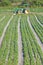 Vertical View of Vegetable Crop