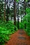 Vertical View of Wet walkway through forest on light rainy day